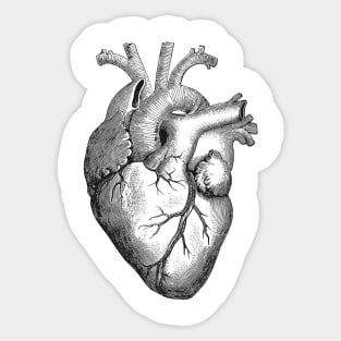 Anatomical Heart Sticker